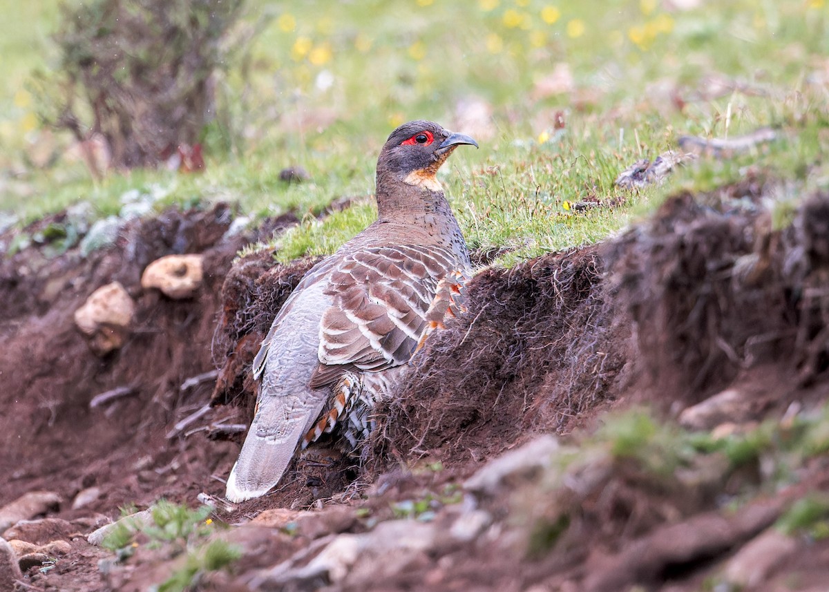 Buff-throated Monal-Partridge - ML632436963