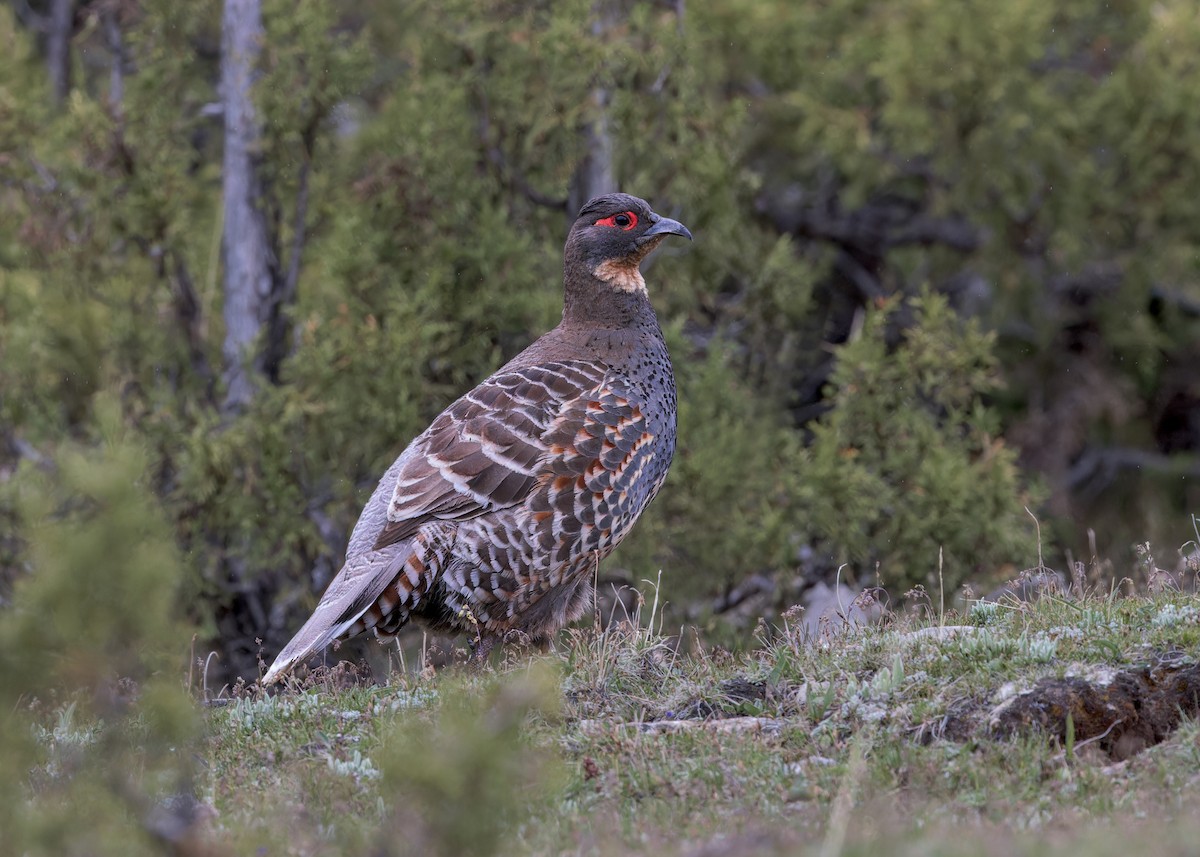 Buff-throated Monal-Partridge - ML632436964