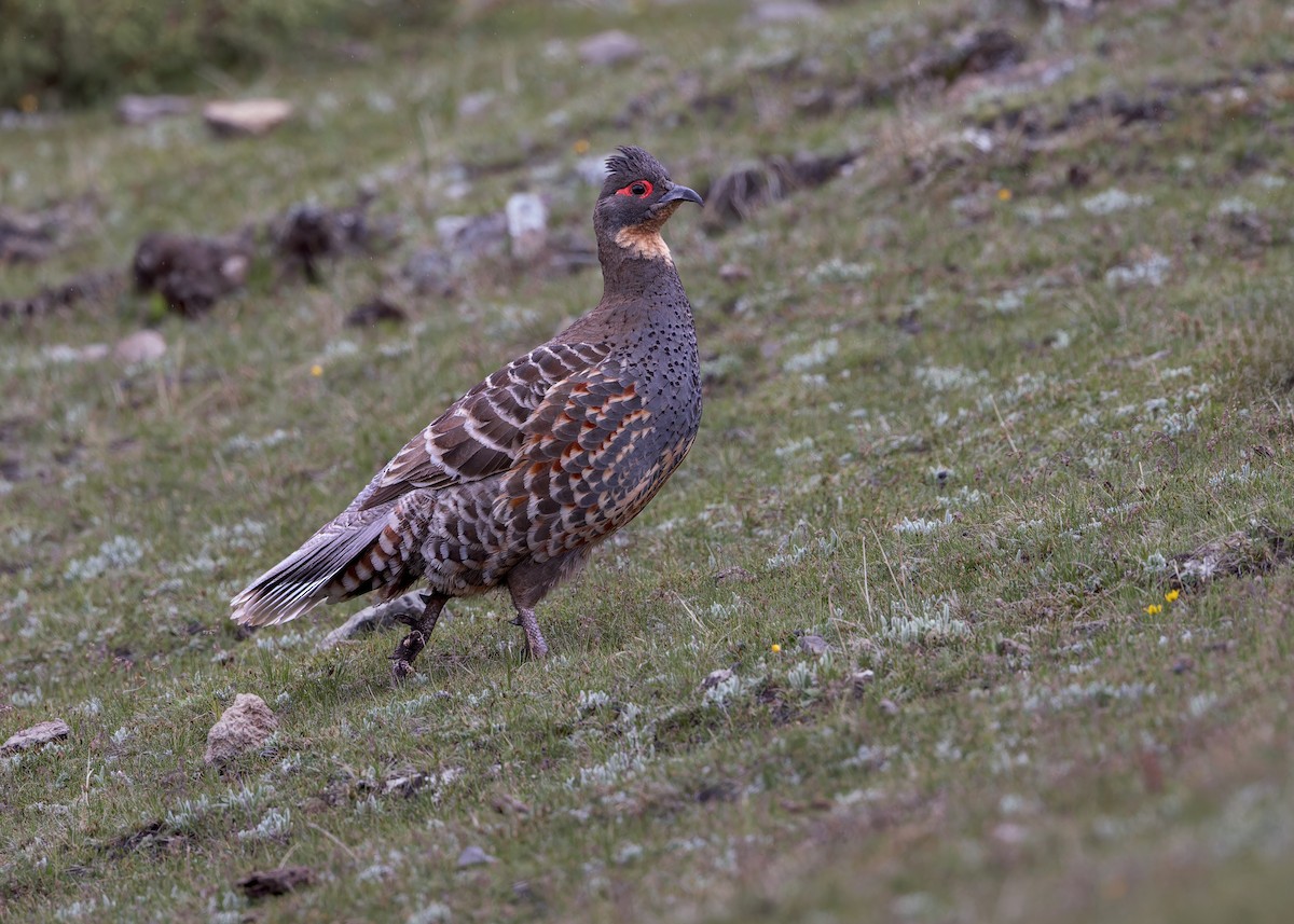 Buff-throated Monal-Partridge - ML632436965