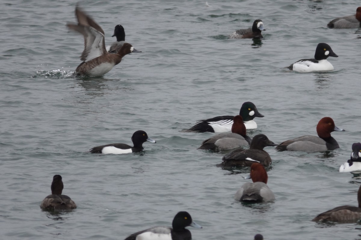 White-winged Scoter - ML632437193