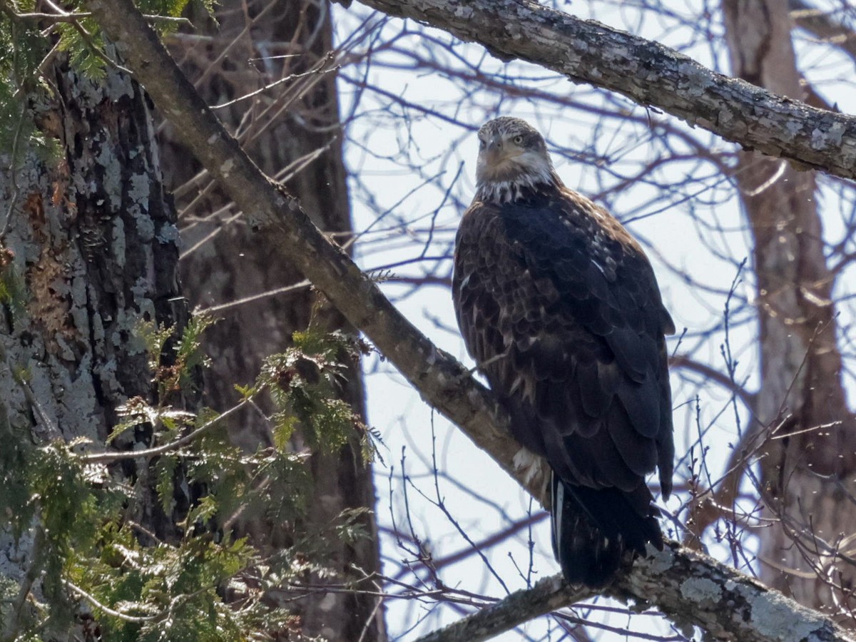 Bald Eagle - ML632437237