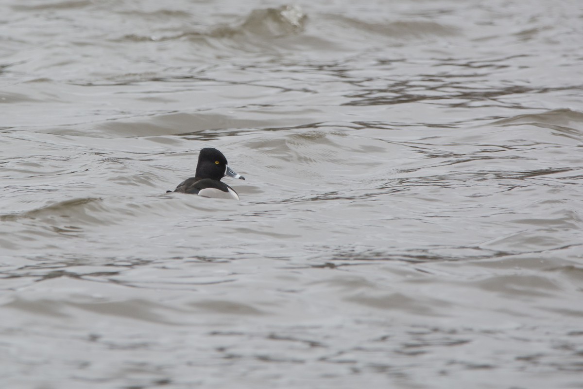 Ring-necked Duck - ML632437276