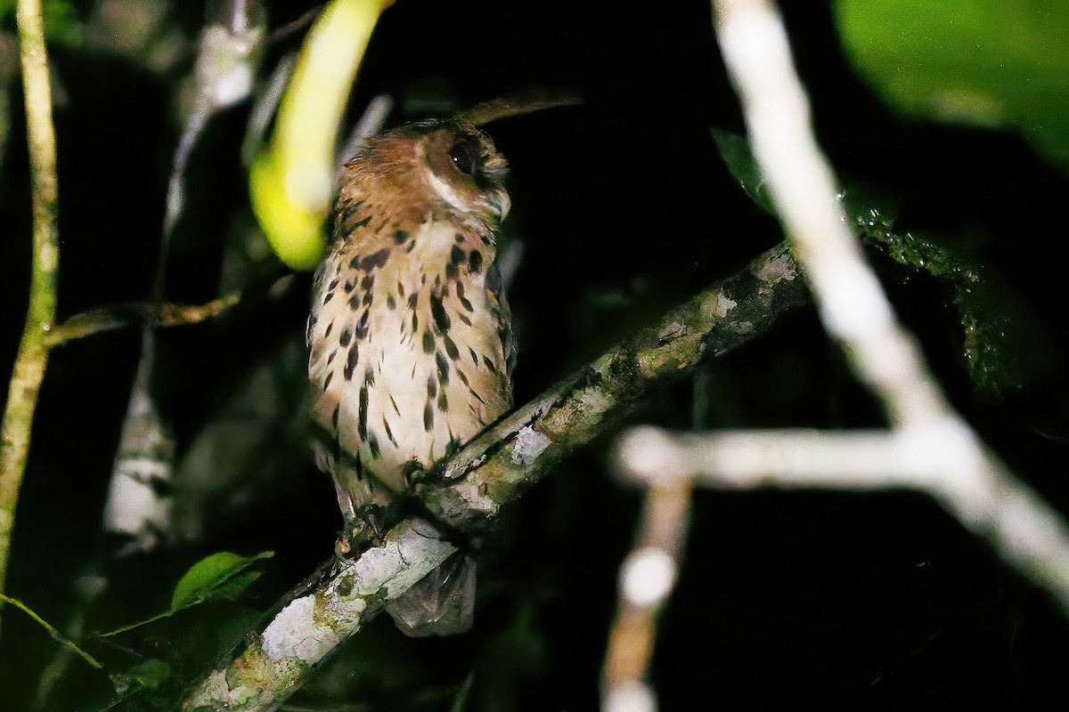Giant Scops-Owl - ML632437285