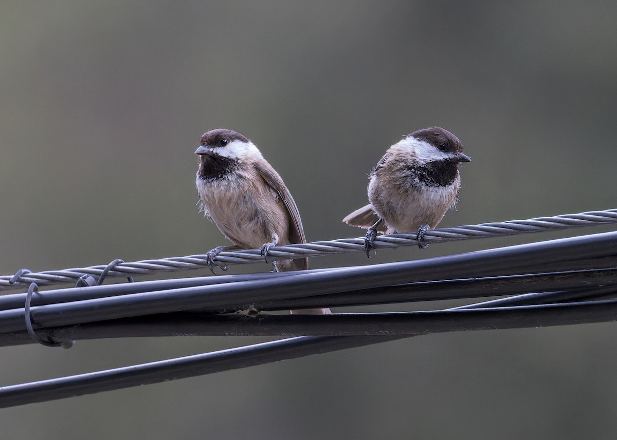 Sichuan Tit - ML632437359