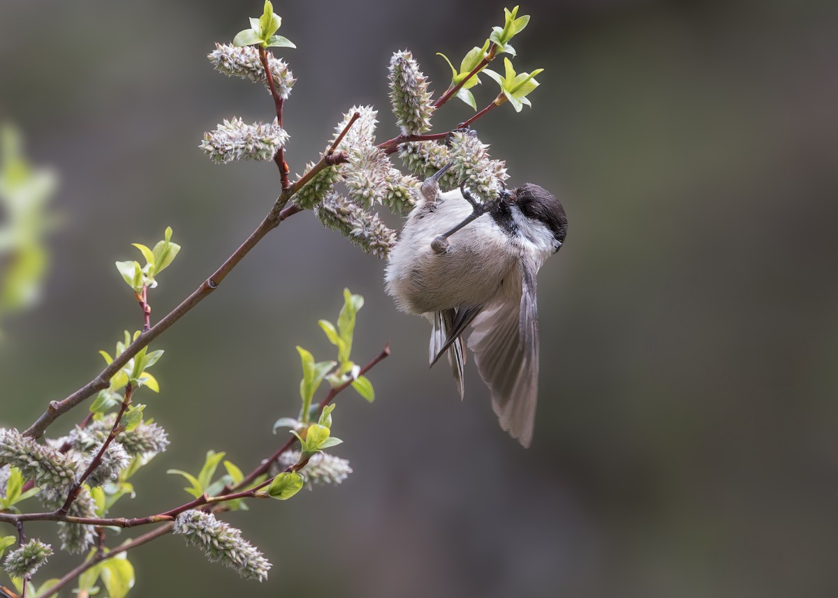 Sichuan Tit - ML632437360