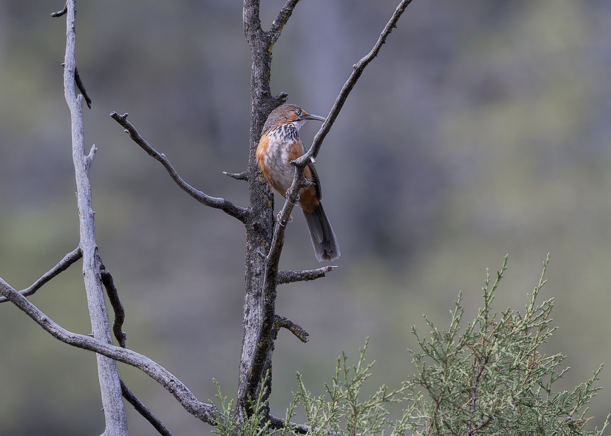 Black-streaked Scimitar-Babbler - ML632437500