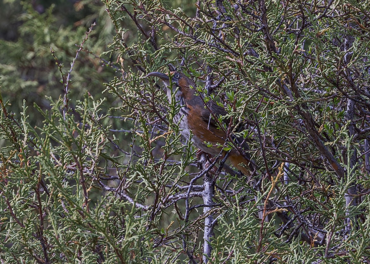 Black-streaked Scimitar-Babbler - ML632437501