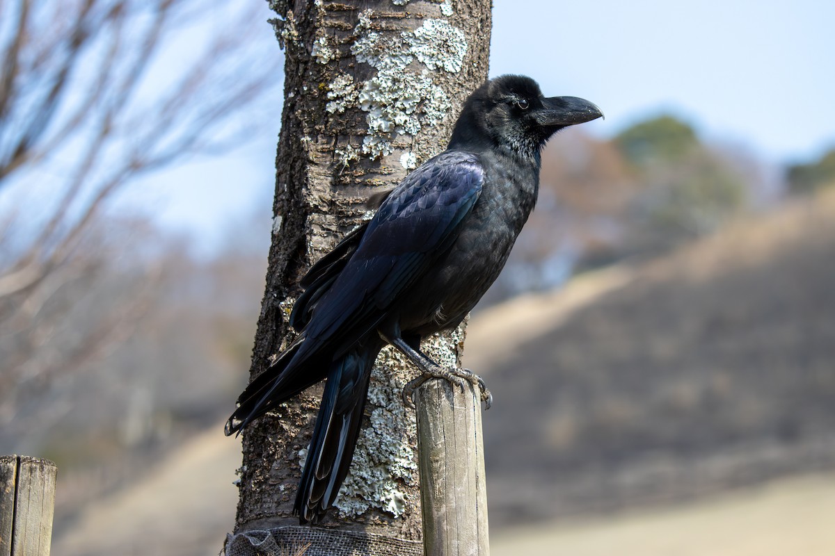 Large-billed Crow - ML632437599