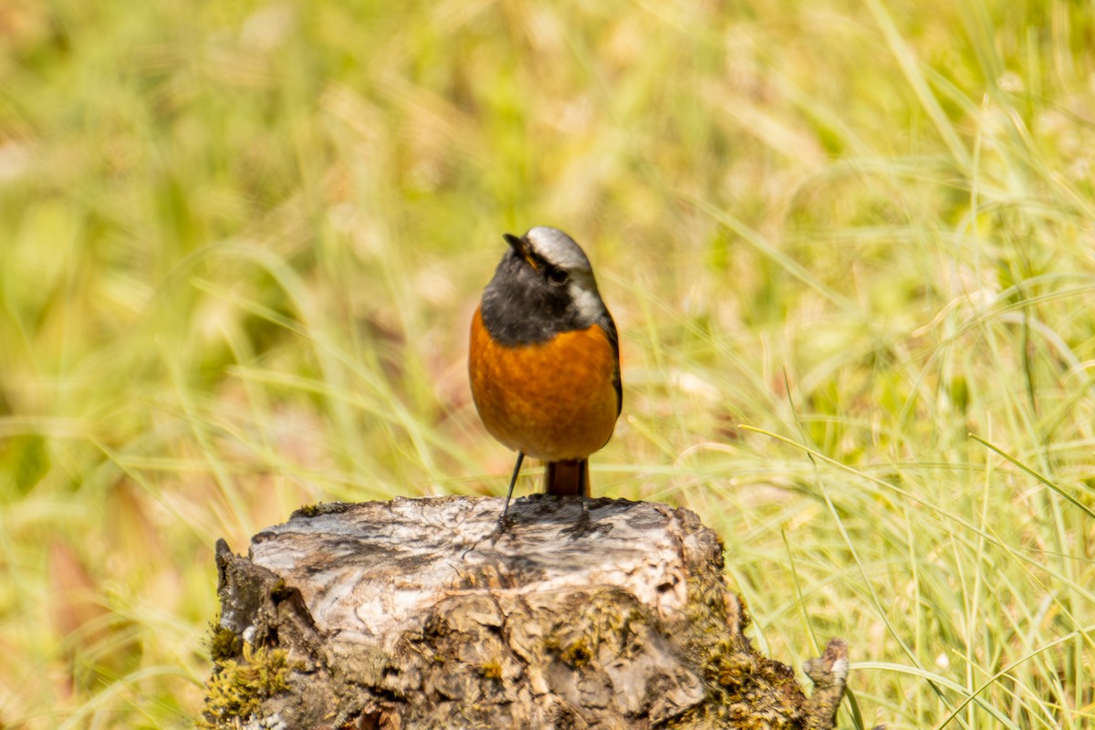 Daurian Redstart - ML632437607