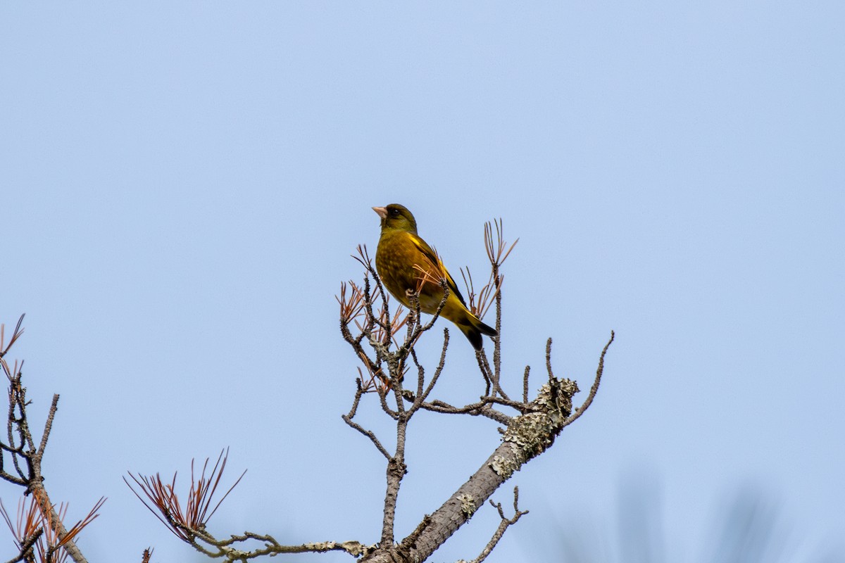Oriental Greenfinch - ML632437616