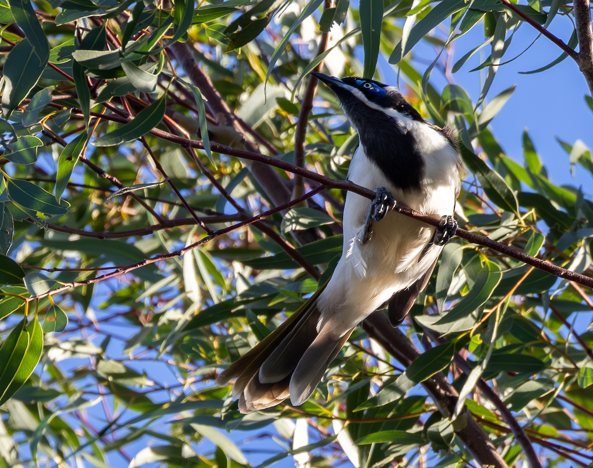 Blue-faced Honeyeater - ML632437742