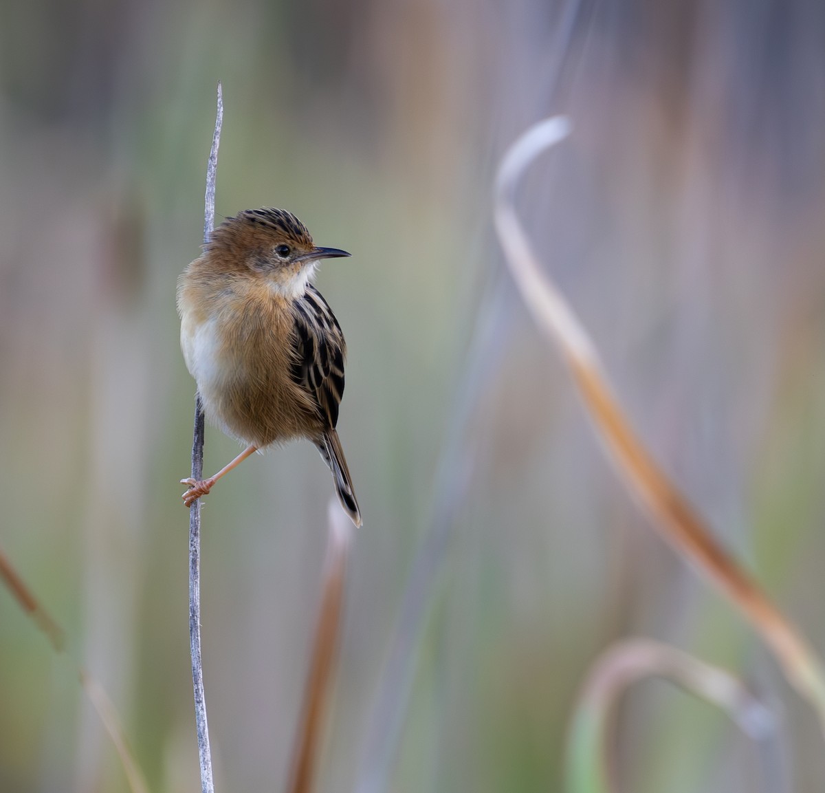 Golden-headed Cisticola - ML632437748