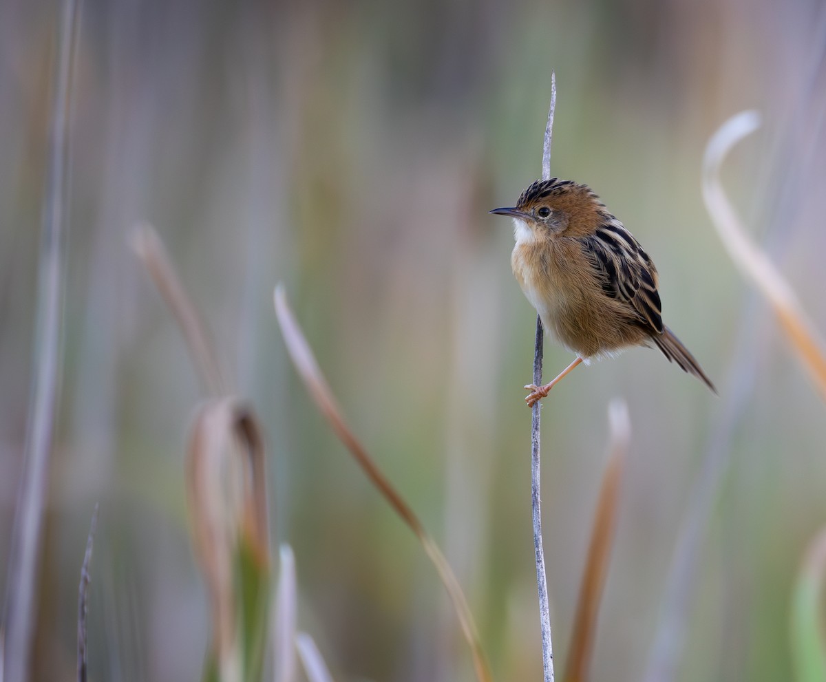 Golden-headed Cisticola - ML632437751