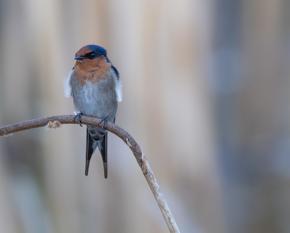 Welcome Swallow - ML632437757