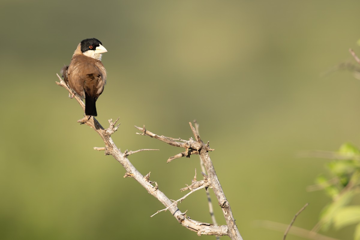 Black-capped Social-Weaver - ML632437786