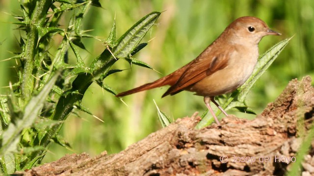 Common Nightingale - ML632437868