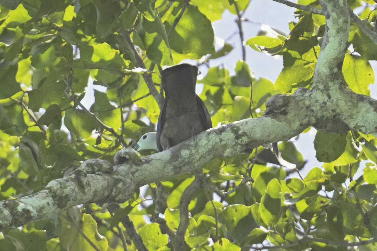 Micronesian Imperial-Pigeon - ML632437897