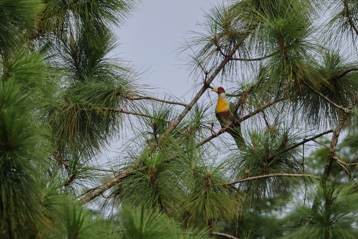 Yellow-breasted Fruit-Dove - ML632437898