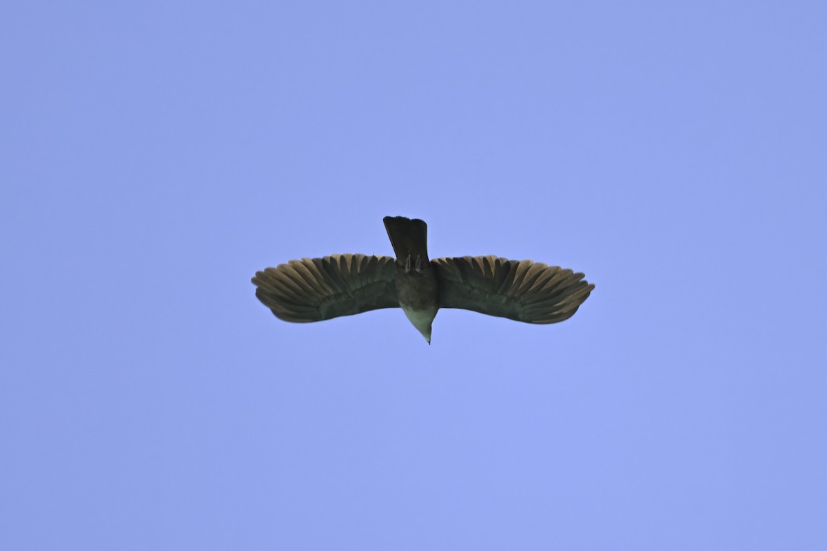 Micronesian Imperial-Pigeon - ML632437899