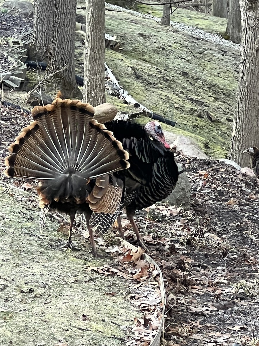 Wild Turkey - ML632437903