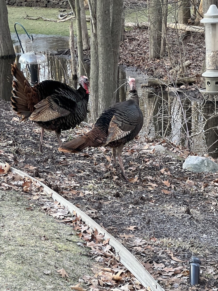 Wild Turkey - ML632437904