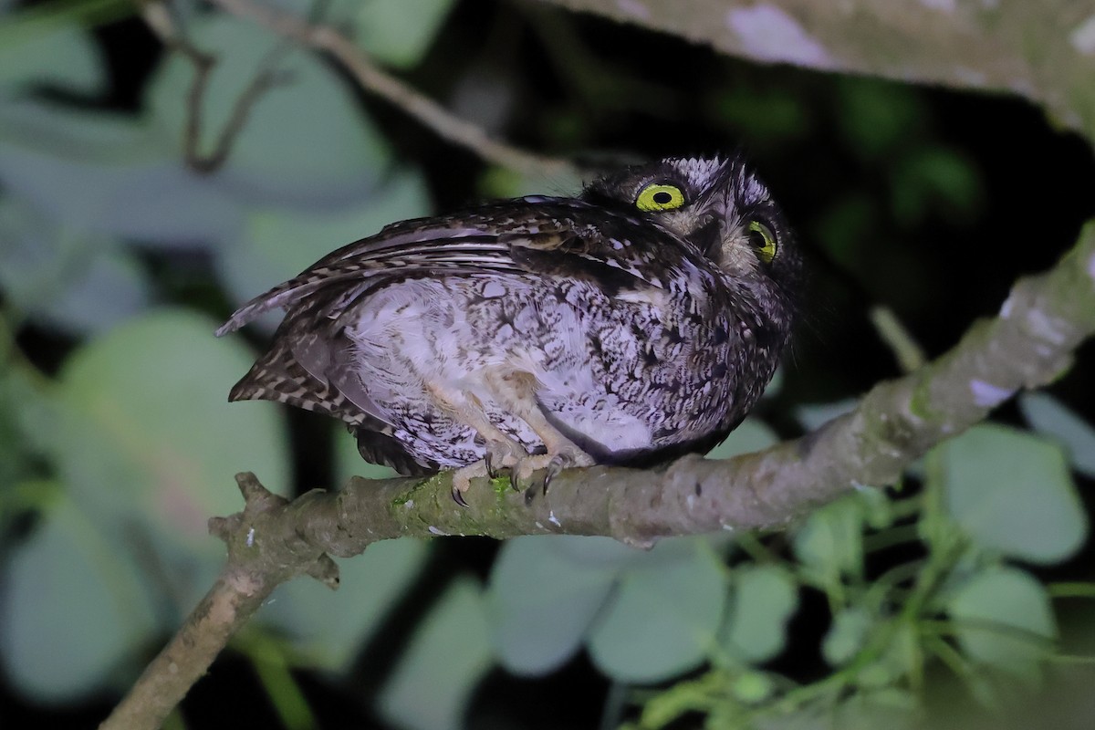 Mindanao Scops-Owl - ML632437911