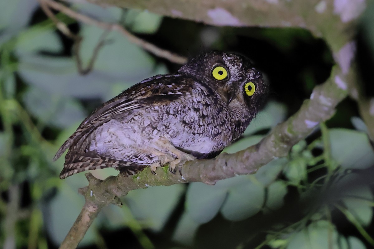 Mindanao Scops-Owl - ML632437912