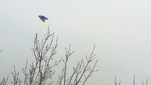 Hawfinch - ML632437949