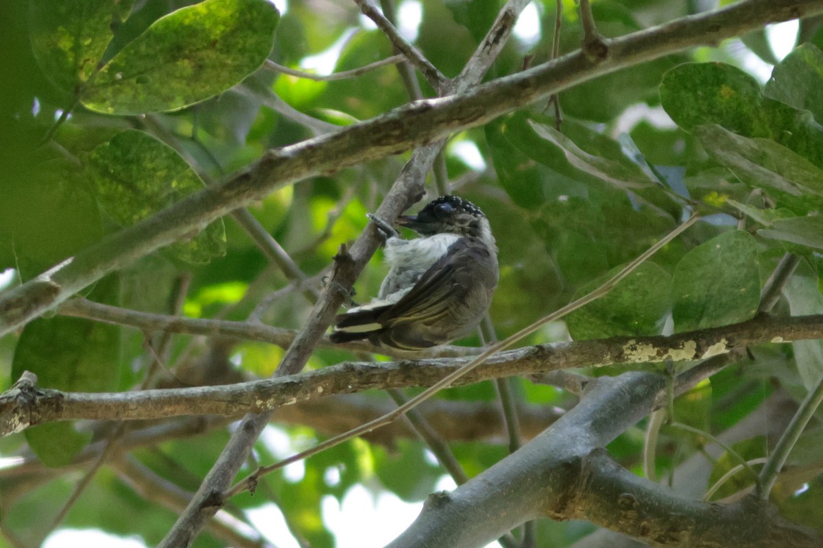 Grayish Piculet - ML632437952
