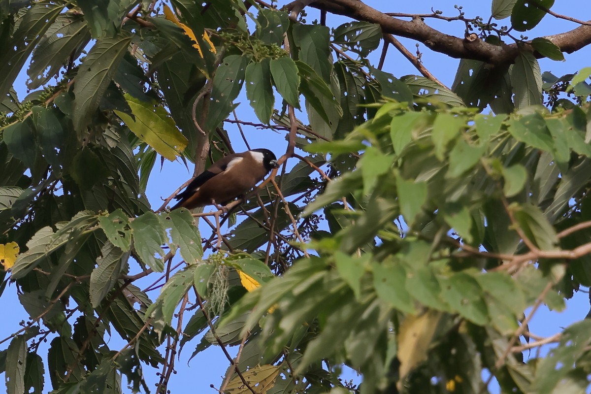 White-cheeked Bullfinch - ML632437955