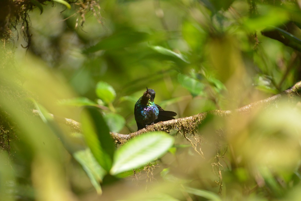 Fiery-throated Hummingbird - ML632437999