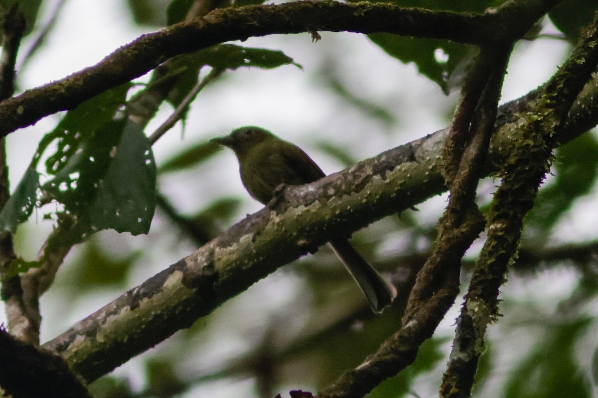 Pacific Flatbill - ML632438045