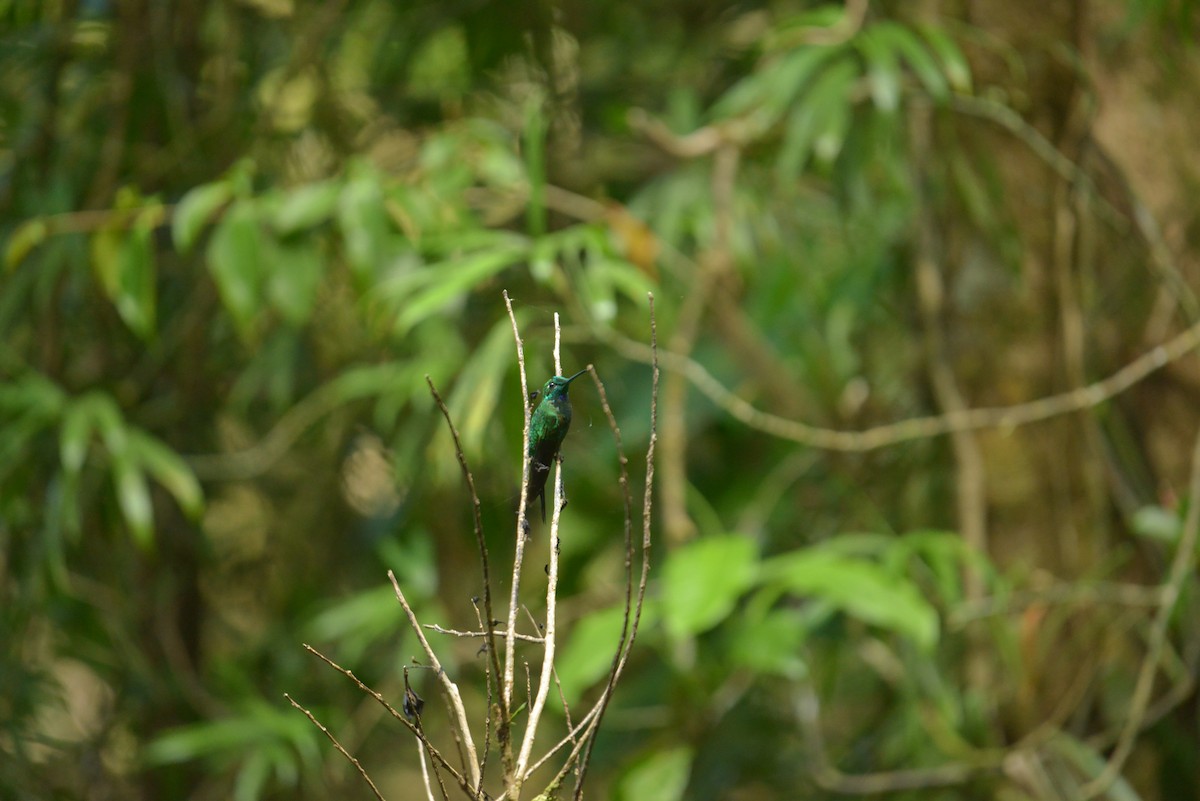 Green-crowned Brilliant - ML632438085