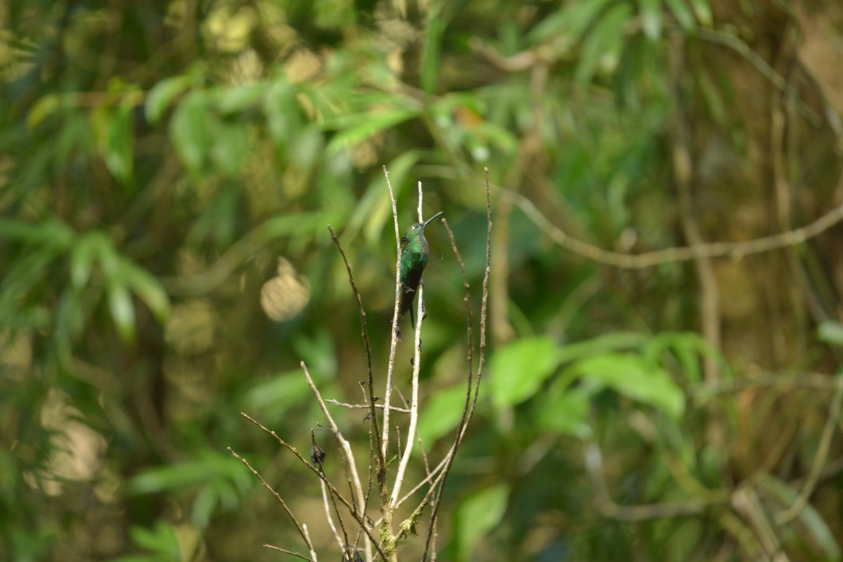 Green-crowned Brilliant - ML632438086