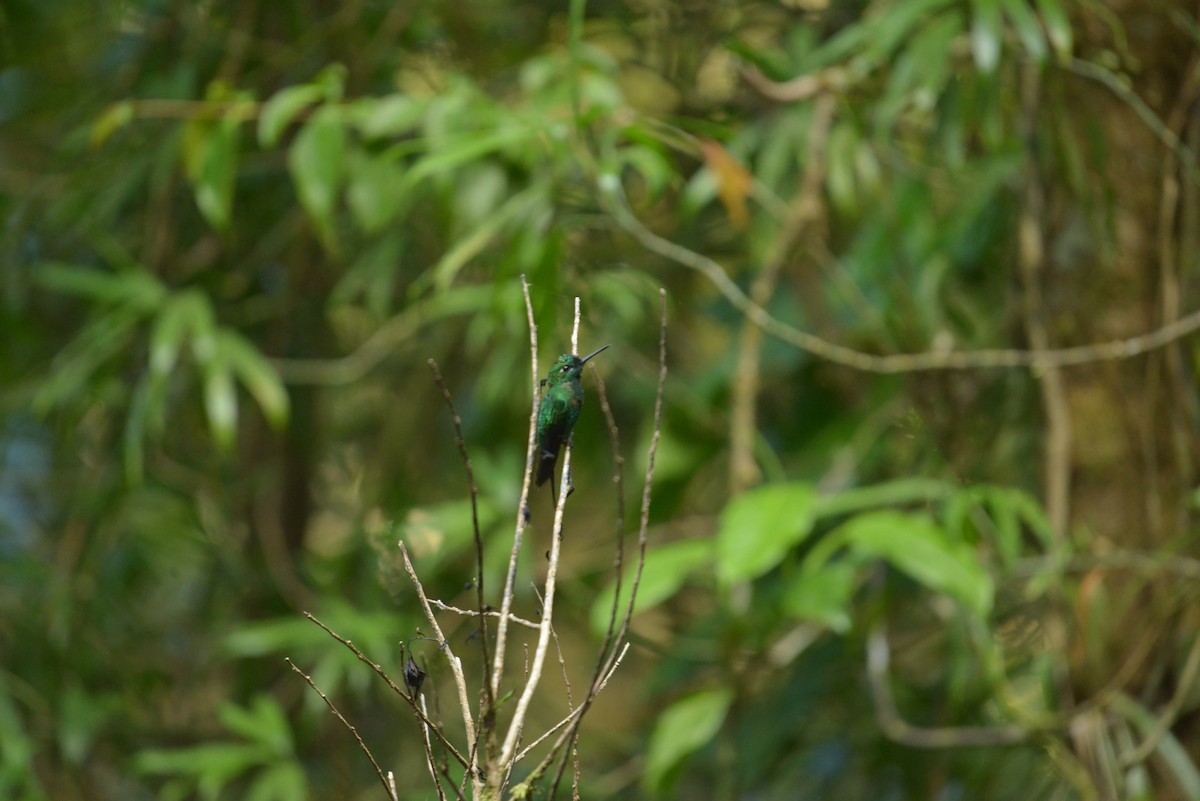 Green-crowned Brilliant - ML632438087