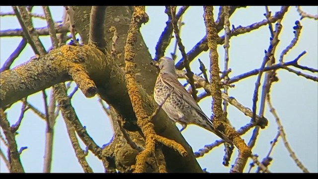 Fieldfare - ML632438165