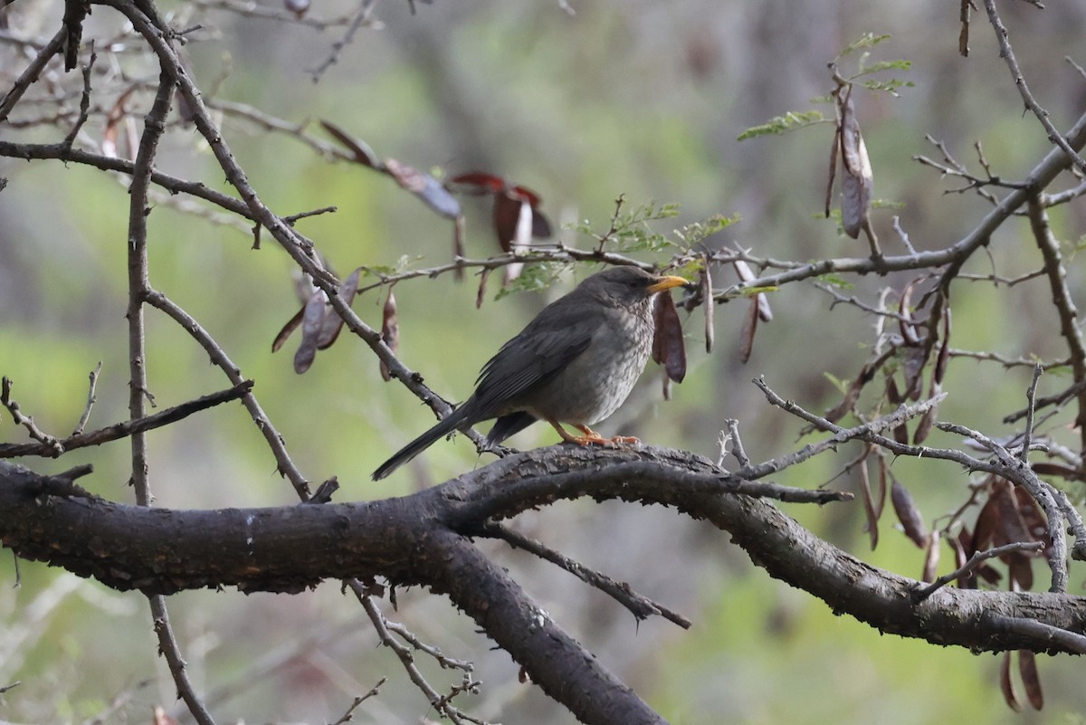 Yemen Thrush - ML632438189