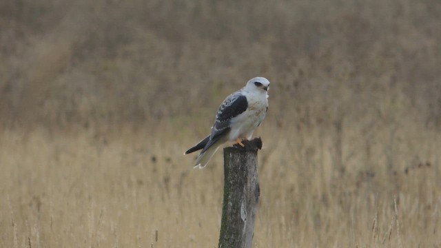 White-tailed Kite - ML632438359