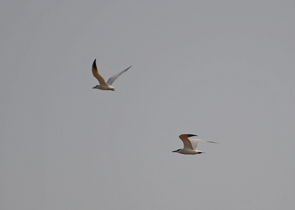 Caspian Tern - ML632438406