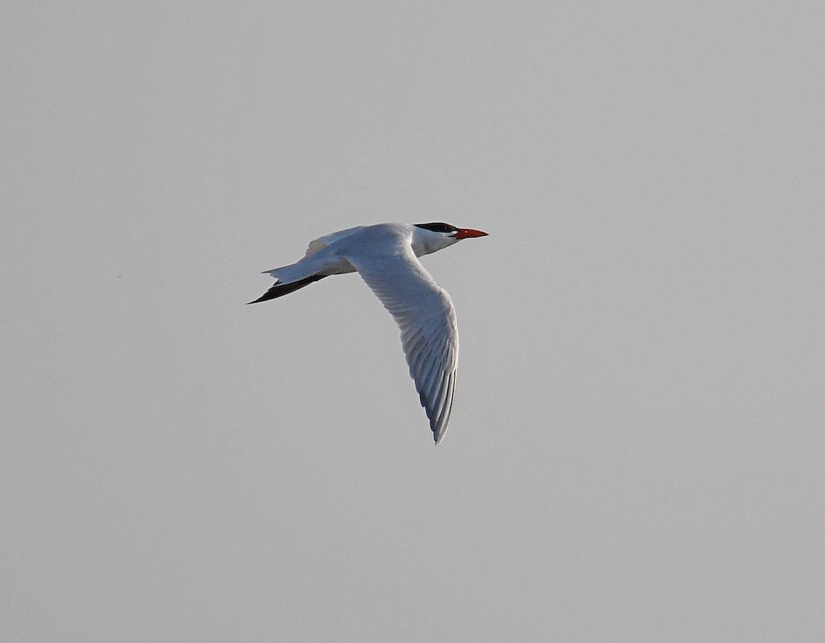 Caspian Tern - ML632438407