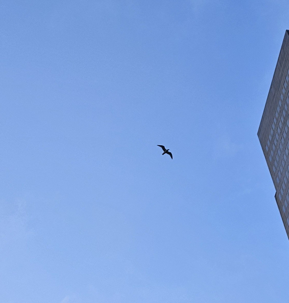 gull sp. - ML632438466