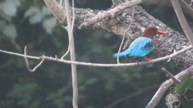 White-throated Kingfisher - ML632438573