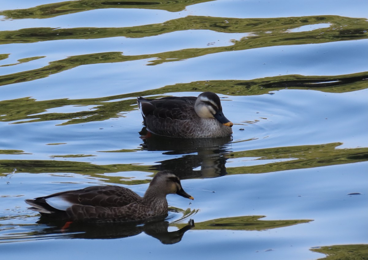 Eastern Spot-billed Duck - ML632438598