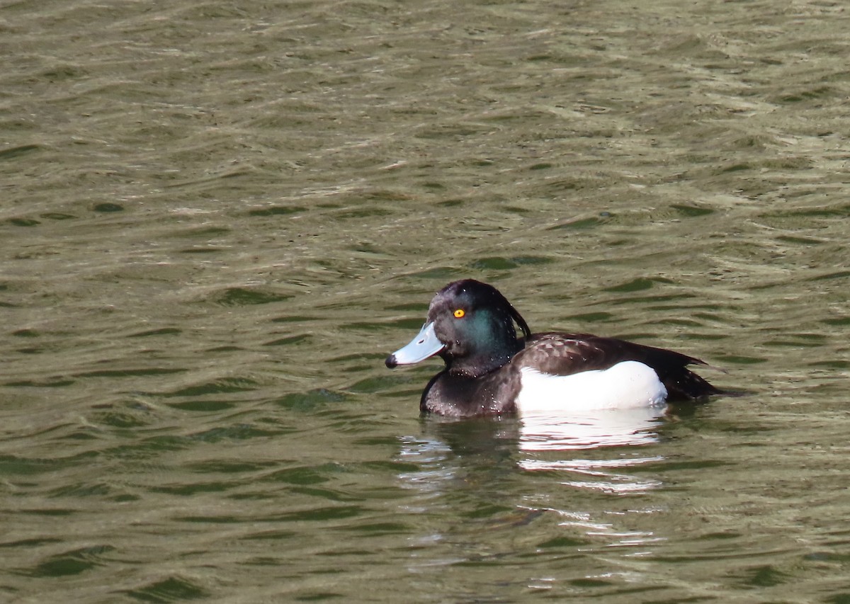 Tufted Duck - ML632438599