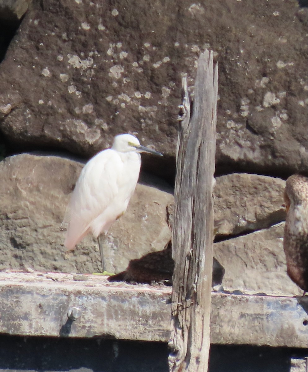 Little Egret - ML632438607