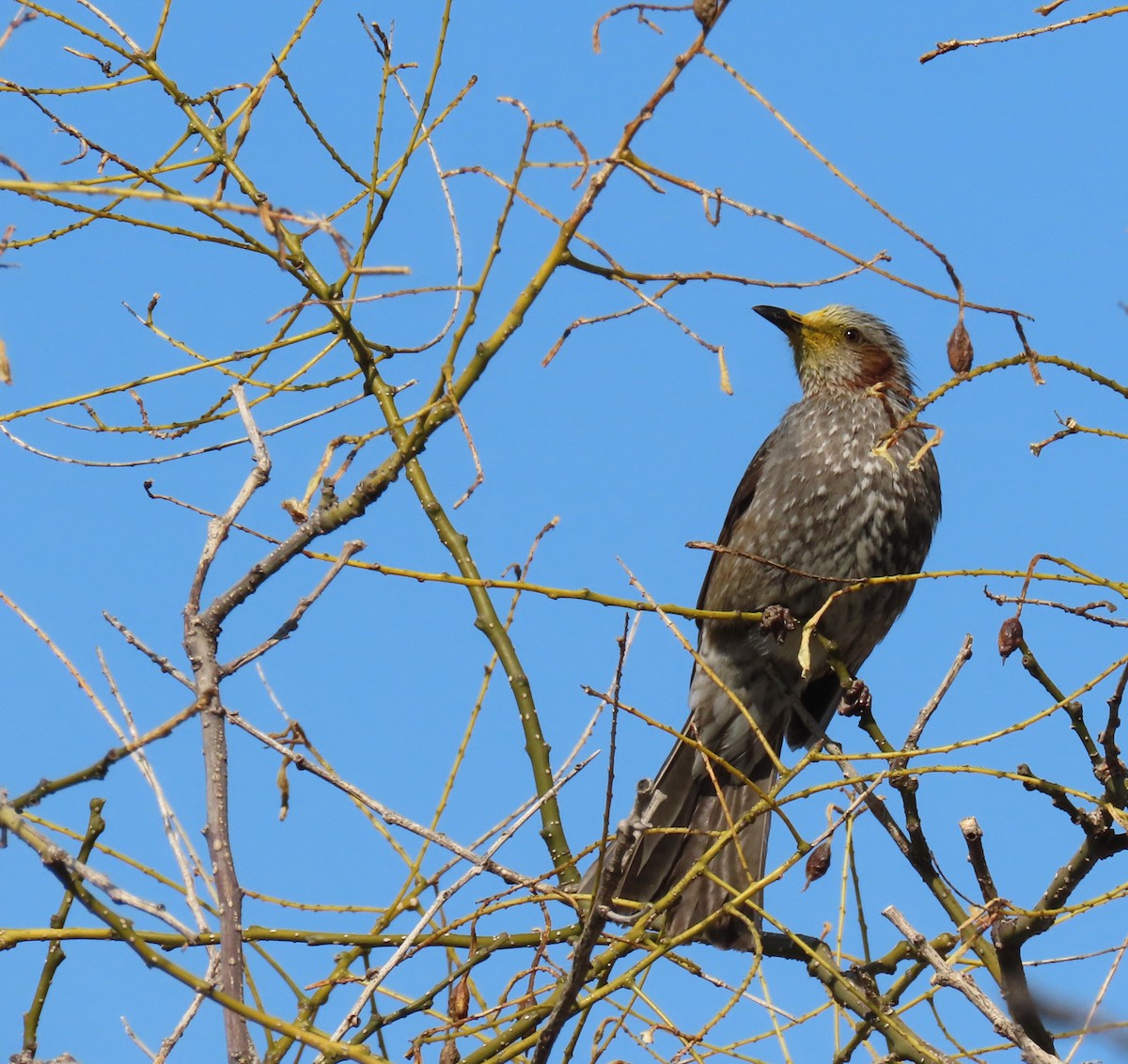 Brown-eared Bulbul - ML632438609