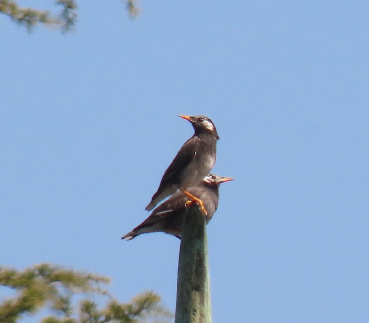White-cheeked Starling - ML632438611