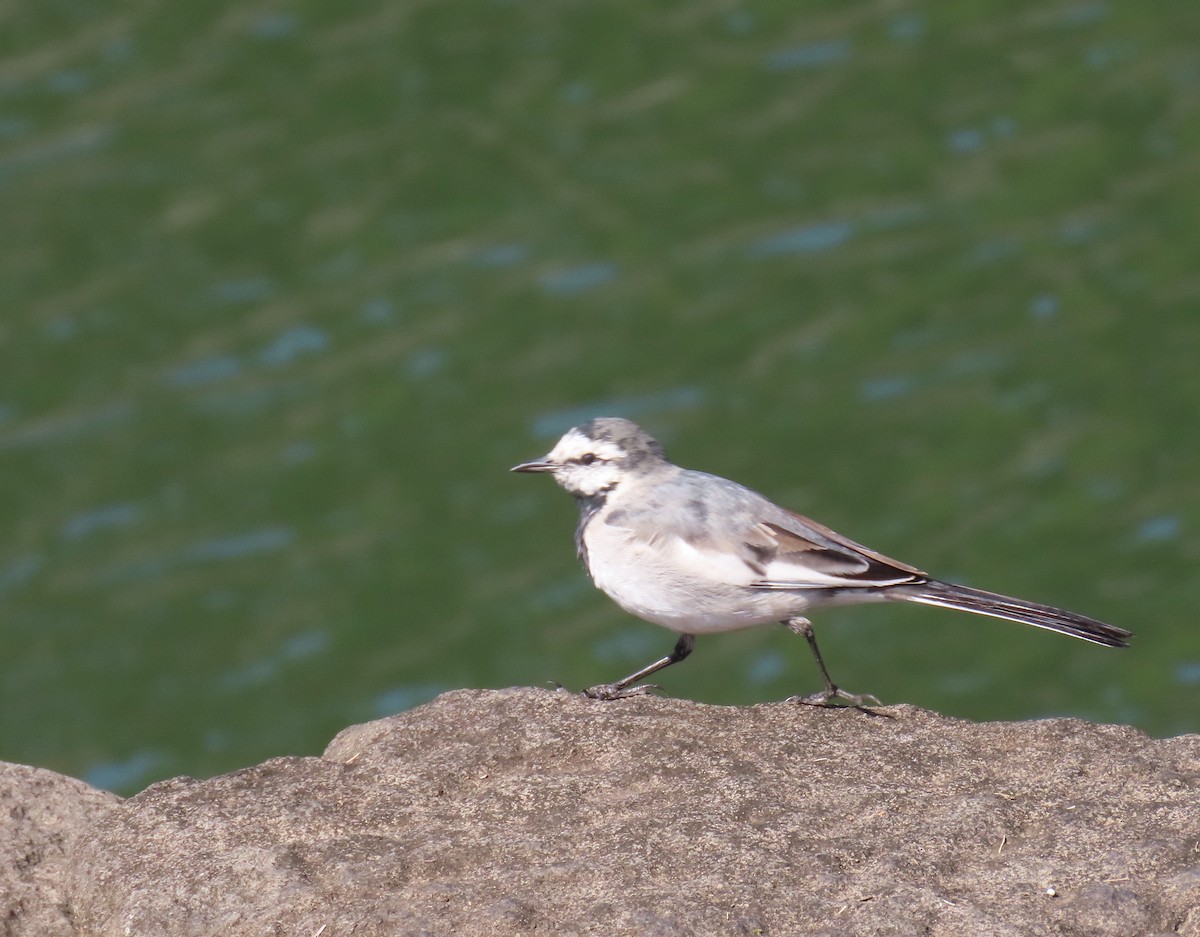 White Wagtail - ML632438613