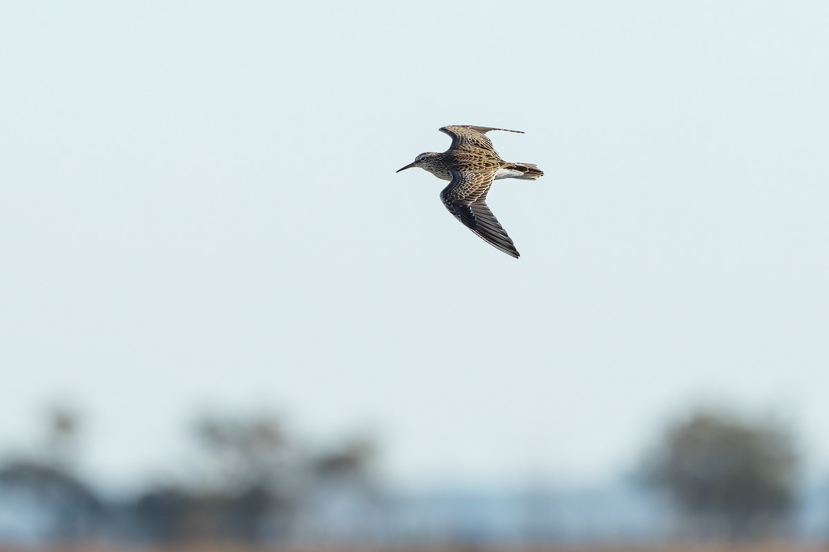 Pectoral Sandpiper - ML632438655