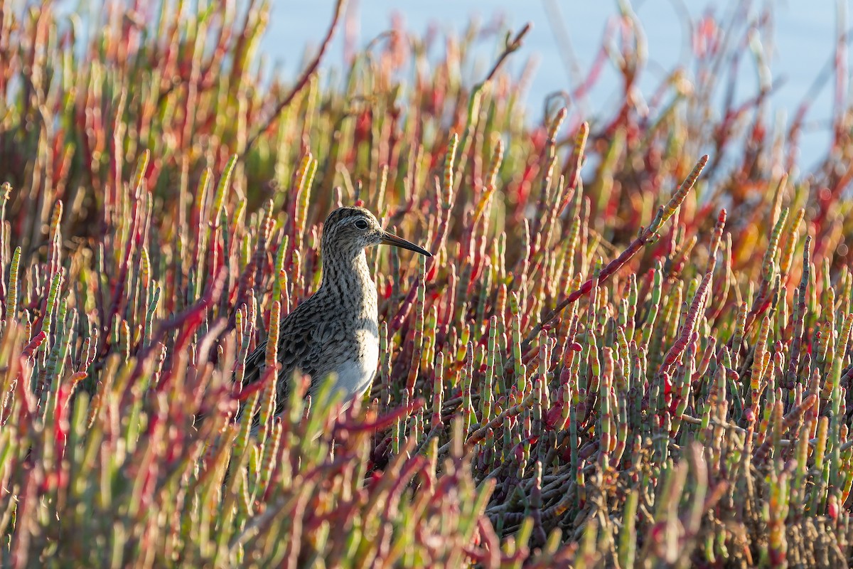 Pectoral Sandpiper - ML632438657